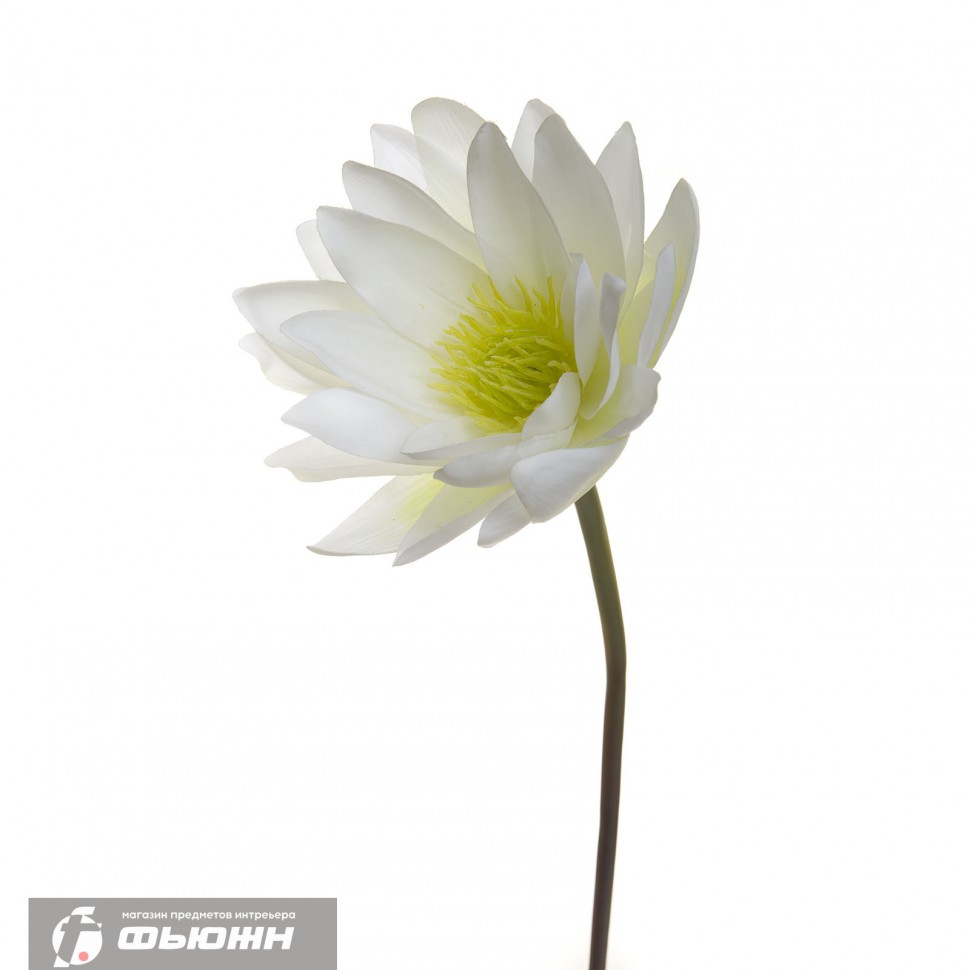 Цветок Лилия водяная белая